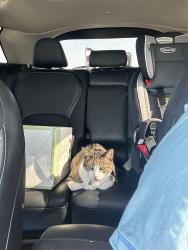 Lost Male Cat last seen Near Grays Landing Lane, Lafayette, LA 70508