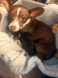 Lost Female Dog last seen Near Belmont ave, Pueblo, CO 81004