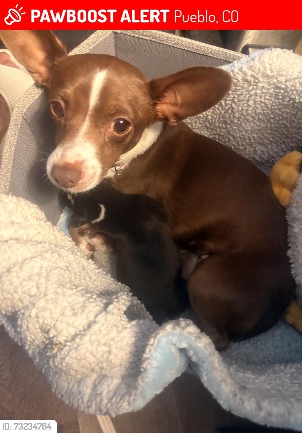 Lost Female Dog last seen Near Belmont ave, Pueblo, CO 81004