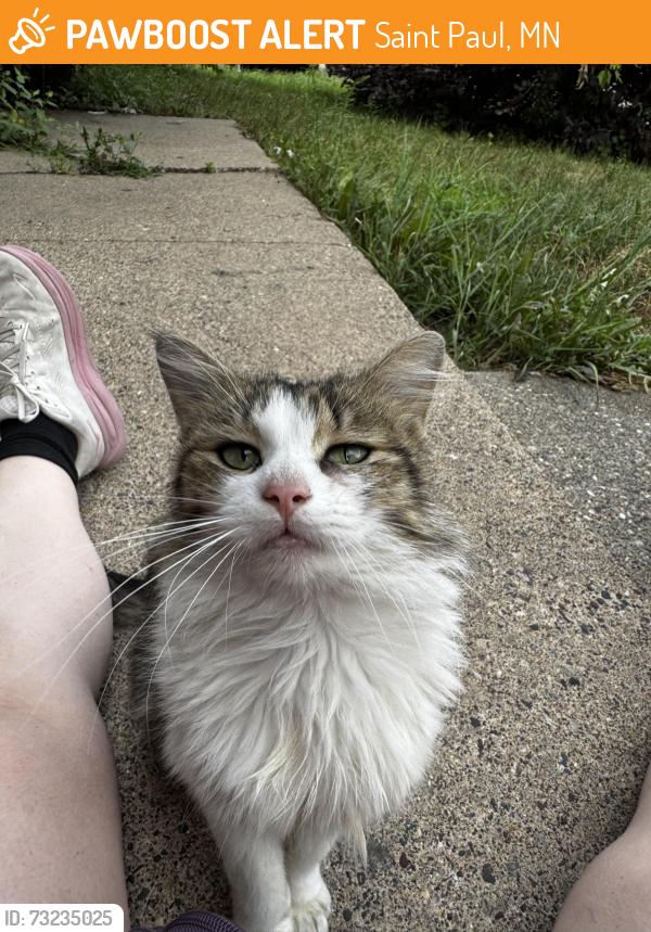 Found/Stray Unknown Cat last seen Marion Street and Wheelock Parkway, Saint Paul, MN 55117