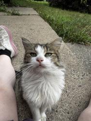 Found/Stray Unknown Cat last seen Marion Street and Wheelock Parkway, Saint Paul, MN 55117