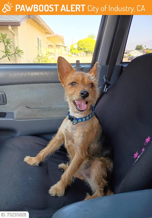 Found/Stray Male Dog last seen Valley and Hacienda , Mohan Dialysis Center, City of Industry, CA 91746