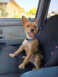 Found/Stray Male Dog last seen Valley and Hacienda , Mohan Dialysis Center, City of Industry, CA 91746
