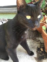 Lost Female Cat last seen Hill Dr. and Monte Bonito Dr., Los Angeles, CA 90041