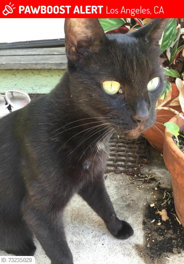 Lost Female Cat last seen Hill Dr. and Monte Bonito Dr., Los Angeles, CA 90041