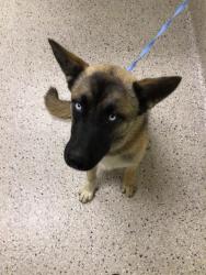 Shelter Stray Male Dog last seen 160TH AVE AND HWY 79, 12155 Park Blvd, Brighton, CO 80601, USA