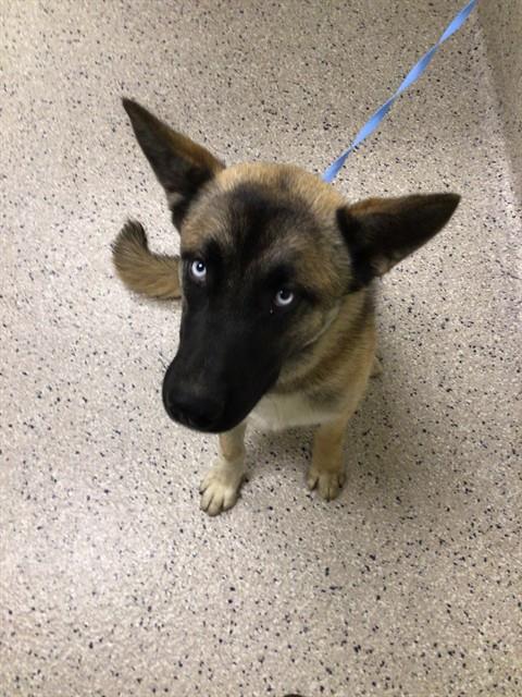 Shelter Stray Male Dog last seen 160TH AVE AND HWY 79, 12155 Park Blvd, Brighton, CO 80601, USA