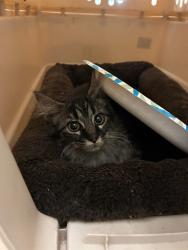 Shelter Stray Male Cat last seen Near BLOCK E 98TH PL, 12155 Park Blvd, Brighton, CO 80601, USA