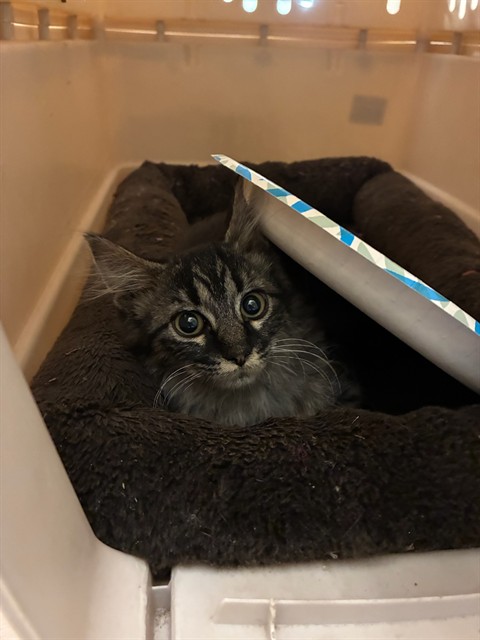 Shelter Stray Male Cat last seen Near BLOCK E 98TH PL, 12155 Park Blvd, Brighton, CO 80601, USA