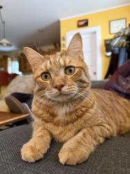 Lost Male Cat last seen Archer Place and Neperan, Tarrytown, NY 10591