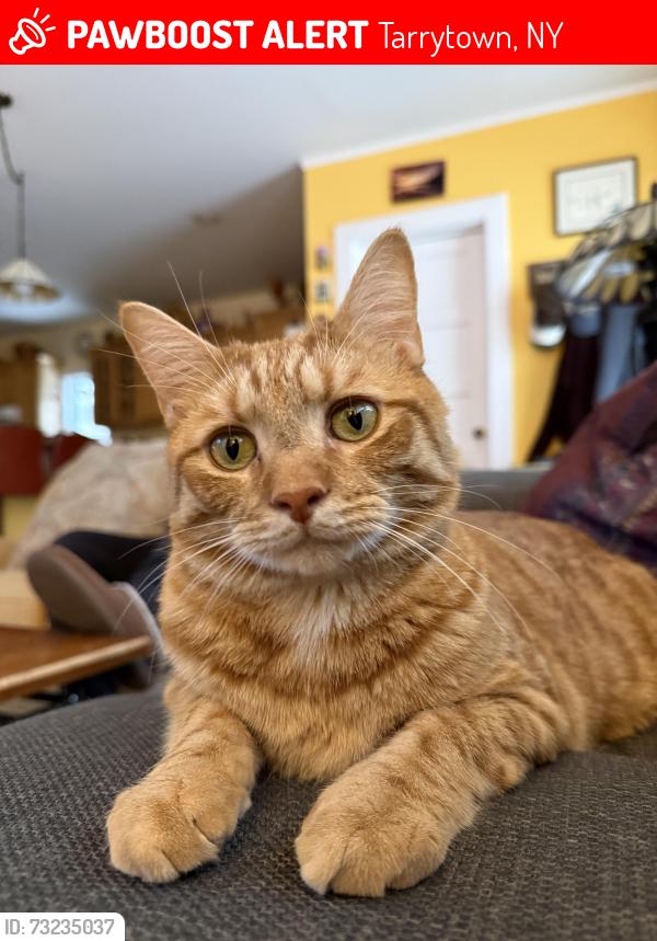 Lost Male Cat last seen Archer Place and Neperan, Tarrytown, NY 10591
