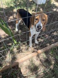 Found/Stray Male Dog last seen Rebecca creek golf course, Spring Branch, TX 78070