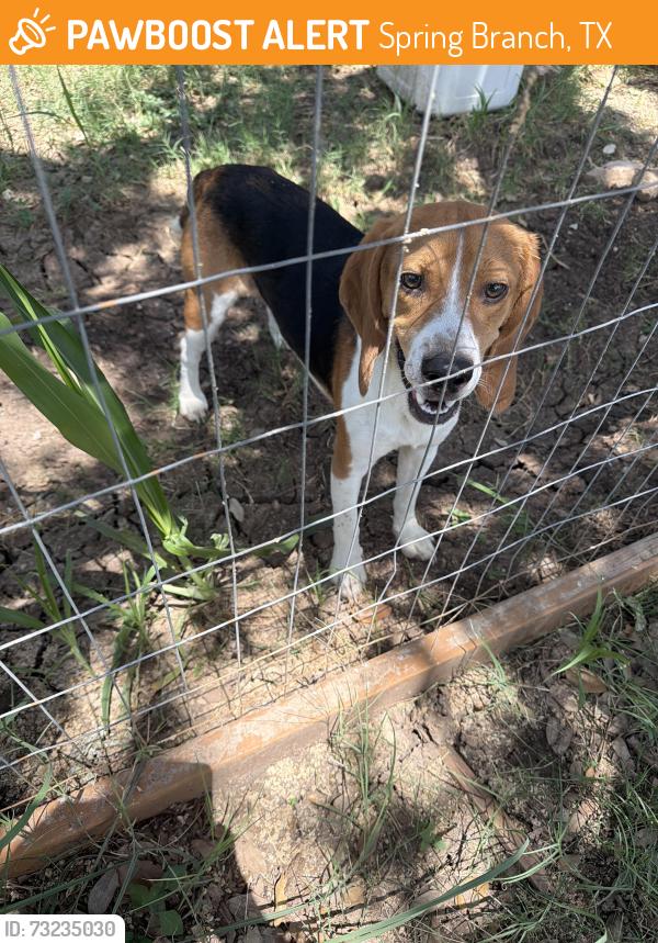 Found/Stray Male Dog last seen Rebecca creek golf course, Spring Branch, TX 78070