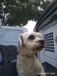 Shelter Stray Male Dog last seen CHARLOTTE, 8315 Byrum Dr, Charlotte, NC 28217, USA
