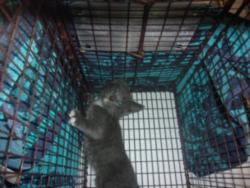 Shelter Stray Unknown Cat last seen , 14409 Vanowen St, Van Nuys, CA 91405, USA