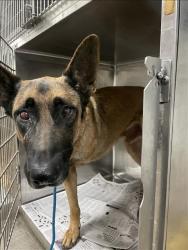 Shelter Stray Unknown Dog last seen , 14409 Vanowen St, Van Nuys, CA 91405, USA