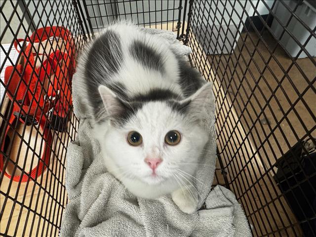 Shelter Stray Unknown Cat last seen , 14409 Vanowen St, Van Nuys, CA 91405, USA