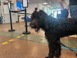 Shelter Stray Unknown Dog last seen , 14409 Vanowen St, Van Nuys, CA 91405, USA