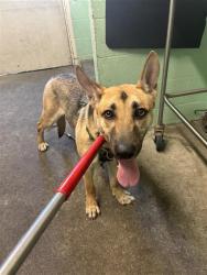 Shelter Stray Male Dog last seen BAYLESS WAY & BACCUS WAY, 2127 Front St, Sacramento, CA 95818, USA