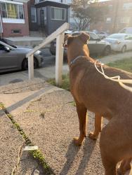 Lost Male Dog last seen Pratt and summerdale, Philadelphia, PA 19124