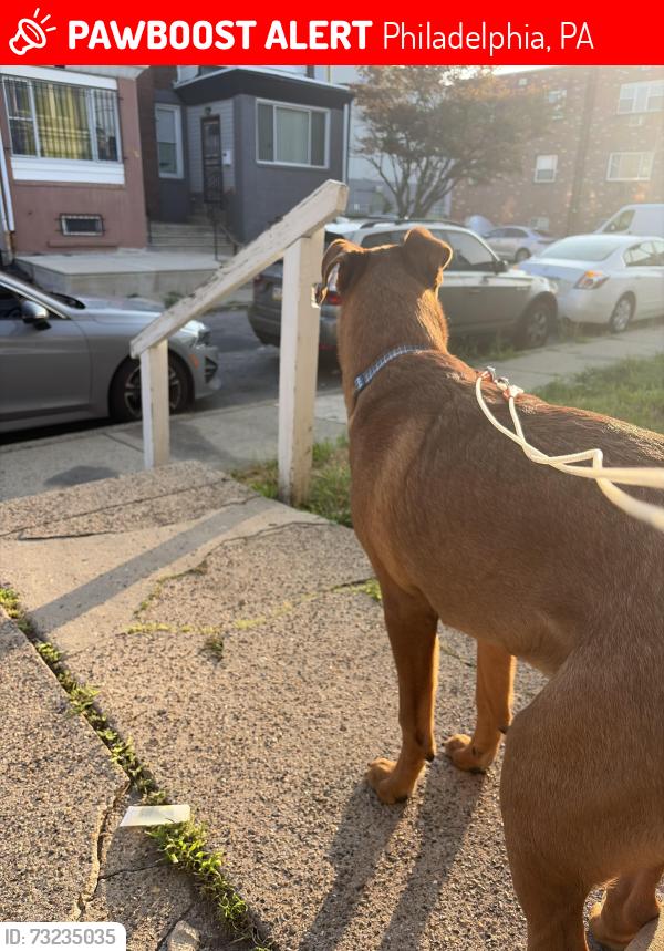 Lost Male Dog last seen Pratt and summerdale, Philadelphia, PA 19124
