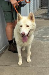 Shelter Stray Female Dog last seen Near BLOCK YORKTOWN ROAD, 3528 Newburg Rd, Louisville, KY 40218, USA