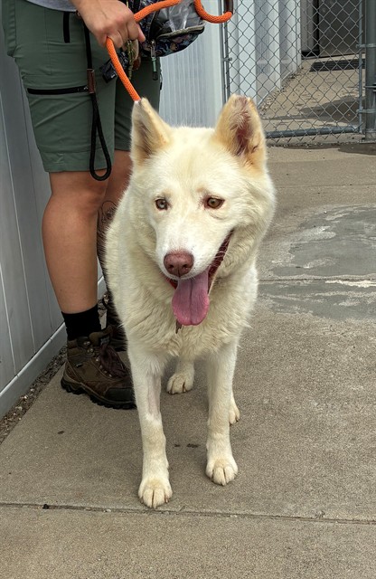 Shelter Stray Female Dog last seen Near BLOCK YORKTOWN ROAD, 3528 Newburg Rd, Louisville, KY 40218, USA