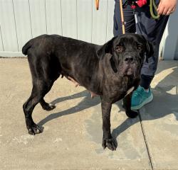 Shelter Stray Female Dog last seen ALLEY BEHIND HAZEL ST, 3528 Newburg Rd, Louisville, KY 40218, USA