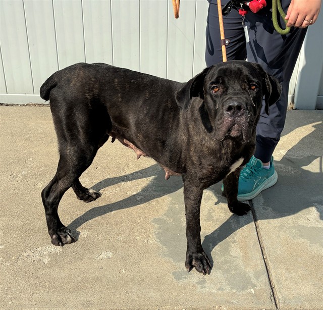 Shelter Stray Female Dog last seen ALLEY BEHIND HAZEL ST, 3528 Newburg Rd, Louisville, KY 40218, USA