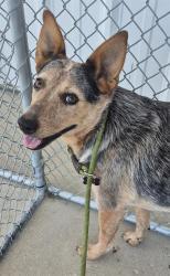 Shelter Stray Female Dog last seen Near BLOCK VALLEY BLVD, TEHACHAPI CA 93561, 3951 Fruitvale Ave, Bakersfield, CA 93308, USA