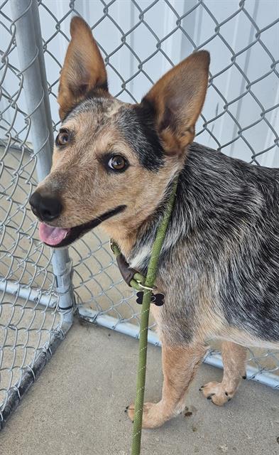 Shelter Stray Female Dog last seen Near BLOCK VALLEY BLVD, TEHACHAPI CA 93561, 3951 Fruitvale Ave, Bakersfield, CA 93308, USA