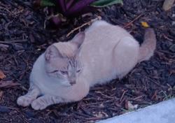 Found/Stray Unknown Cat last seen Pompano Beach, Pompano Beach, FL 33064