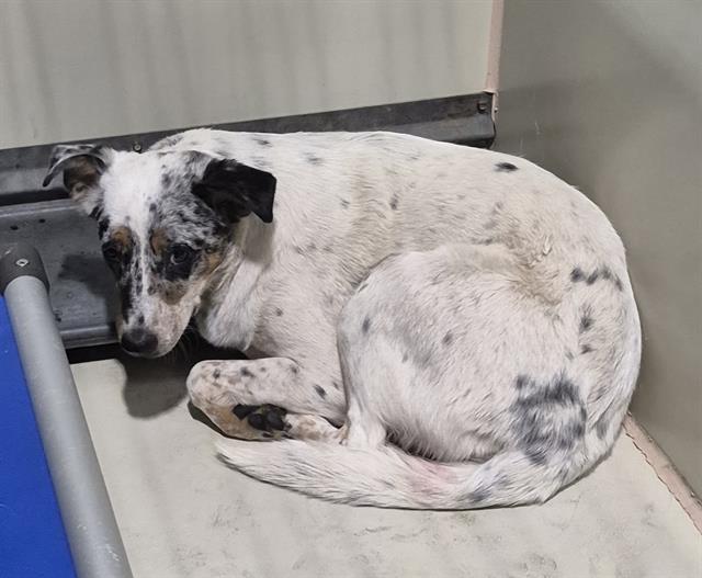 Shelter Stray Female Dog last seen Near BLOCK VALLEY BLVD, TEHACHAPI CA 93561, 3951 Fruitvale Ave, Bakersfield, CA 93308, USA