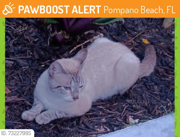 Found/Stray Unknown Cat last seen Pompano Beach, Pompano Beach, FL 33064