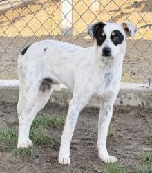 Shelter Stray Male Dog last seen Near BLOCK CLEMENT ST, EDWARDS CA 93523, 3951 Fruitvale Ave, Bakersfield, CA 93308, USA