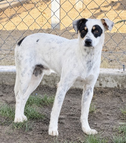 Shelter Stray Male Dog last seen Near BLOCK CLEMENT ST, EDWARDS CA 93523, 3951 Fruitvale Ave, Bakersfield, CA 93308, USA