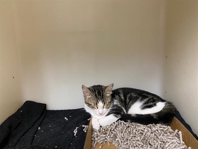 Shelter Stray Female Cat last seen Near BLOCK N LOVERS LANE RD, 3839 W Burnham St, West Milwaukee, WI 53215, USA
