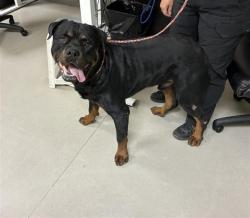 Shelter Stray Male Dog last seen Near BLOCK CANYON PKWY, SPARKS NV 89436, 2825 Longley Ln Suite A, Reno, NV 89502, USA