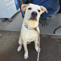 Shelter Stray Male Dog last seen Near BLOCK E BLCK OSGOOD ST, LONG BEACH, CA, 90805, 7700 E Spring St, Long Beach, CA 90815, USA