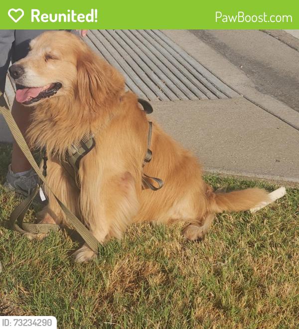 Reunited Male Dog last seen Bear Run and Rockwood Drive, The Colony, TX 75056