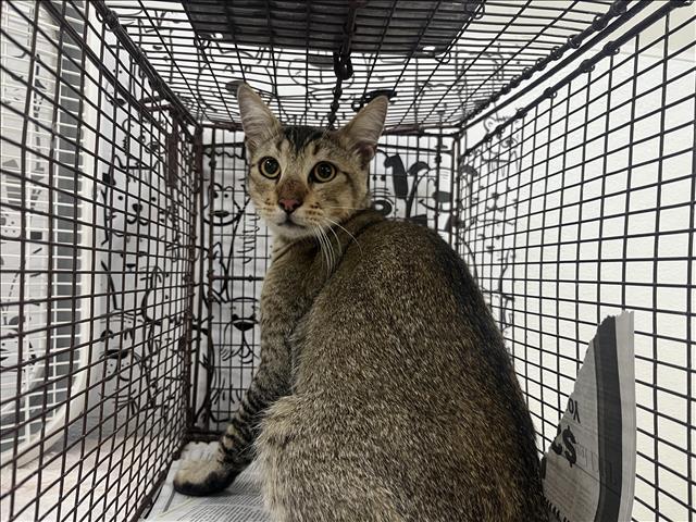 Shelter Stray Unknown Cat last seen , 957 N Gaffey St, San Pedro, CA 90731, USA