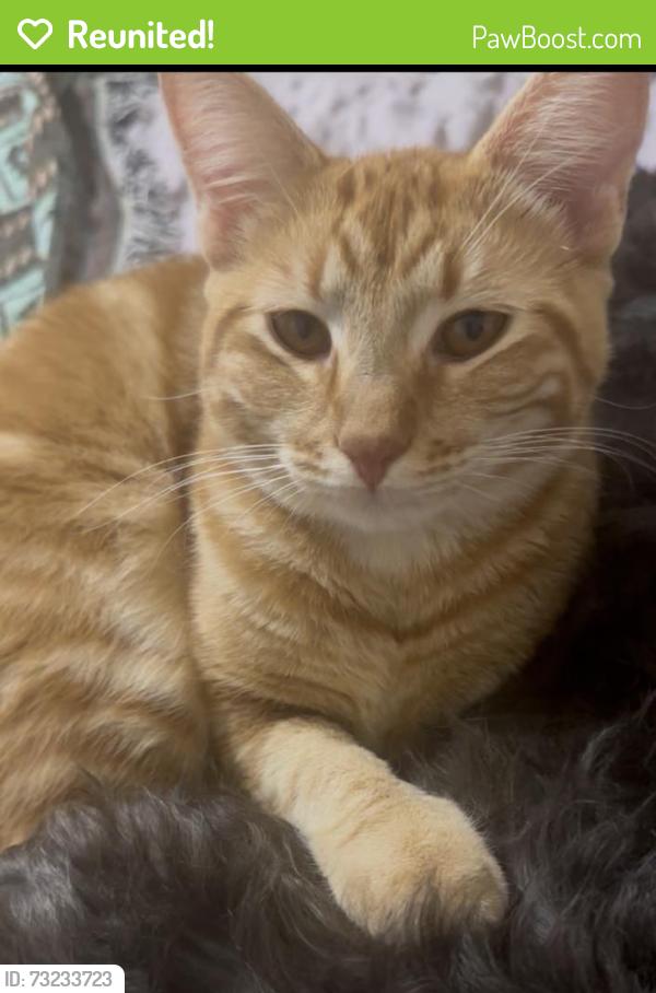 Reunited Female Cat last seen President Ave, North Highlands, CA 95660, USA, North Highlands, CA 95660