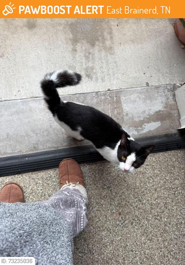 Found/Stray Unknown Cat last seen Hidden Lakes Subd., East Brainerd, TN 37421