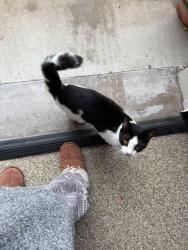 Found/Stray Unknown Cat last seen Hidden Lakes Subd., East Brainerd, TN 37421
