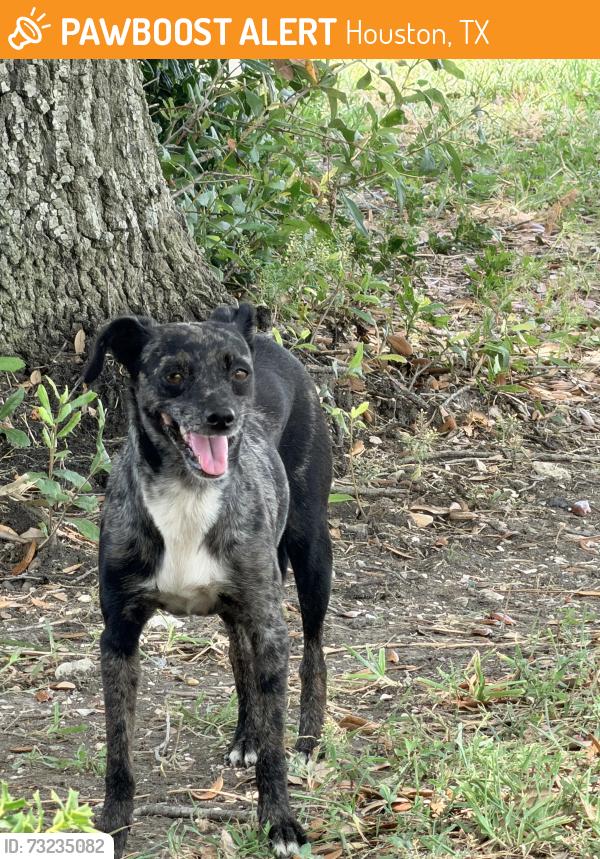 Found/Stray Unknown Dog last seen Near Timber Creek Dr (McDonald Electric), Houston, TX 77017