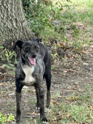 Found/Stray Unknown Dog last seen Near Timber Creek Dr (McDonald Electric), Houston, TX 77017
