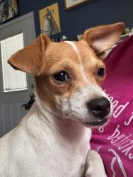 Found/Stray Female Dog last seen Inyo and h st, Tulare, CA 93274