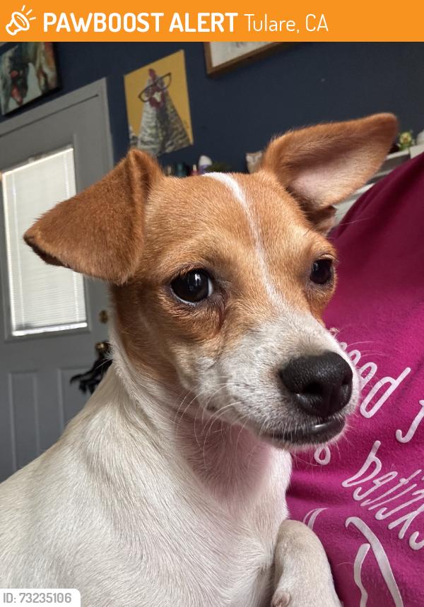 Found/Stray Female Dog last seen Inyo and h st, Tulare, CA 93274