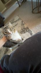 Lost Male Cat last seen Last seen at home before he ran out the backdoor, Rochester, MN 55901