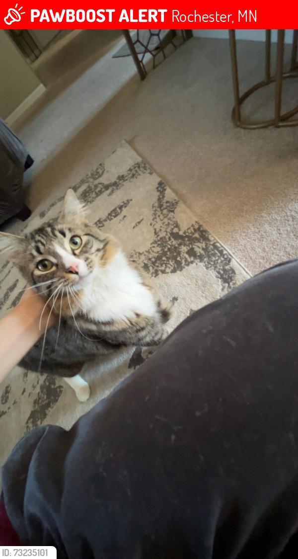 Lost Male Cat last seen Last seen at home before he ran out the backdoor, Rochester, MN 55901